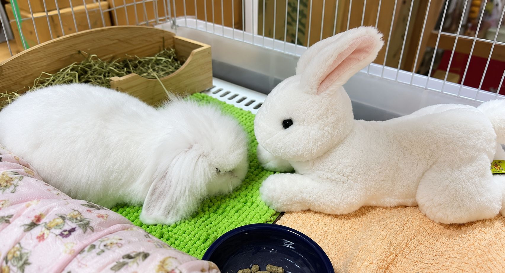 陪伴白兔會館成立的兔兔沙西米